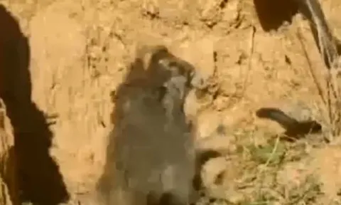 CLIP: Đụng độ rắn hổ mang Ai Cập, chim ưng không ngại 'chiến' lại và cái kết