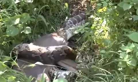 CLIP: Trăn khổng lồ nuốt chửng nai rồi 'bất động' vì quá no