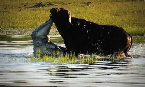 CLIP: Cá sấu ra đòn bất ngờ, tóm gọn trâu rừng trong 'một nốt nhạc'