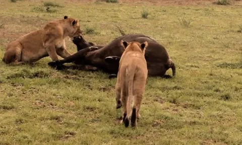 CLIP: Sư tử dẫn con tới dự đại tiệc sau khi nhọc nhằn hạ sát trâu rừng