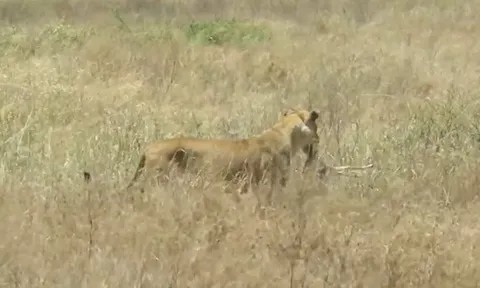CLIP: Sư tử cái phục kích tinh vi, hạ gục linh dương Impala trong chớp mắt