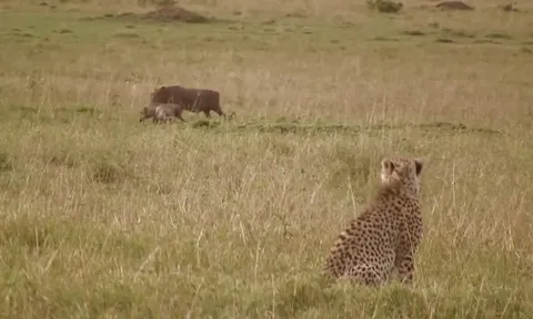 CLIP: Lợn rừng mẹ quả cảm đánh trả báo săn, giải cứu con thoát khỏi lưỡi hái tử thần