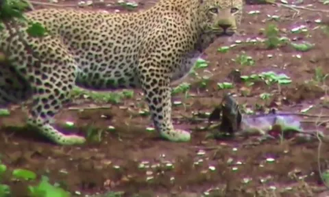 CLIP: Sư tử cái bất ngờ giải cứu linh dương Impala khỏi nanh vuốt báo hoa mai