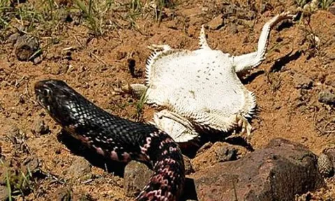 CLIP: Giả chết siêu đẳng, thằn lằn quỷ gai thoát khỏi nanh vuốt tử thần của rắn độc