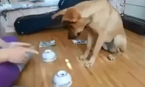 CLIP: Chó cưng gây sốt với màn đoán vật siêu đáng yêu khiến dân mạng "lụi tim"