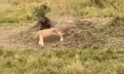 CLIP: Sư tử chạy trối chết khi bị khỉ đầu chó truy sát