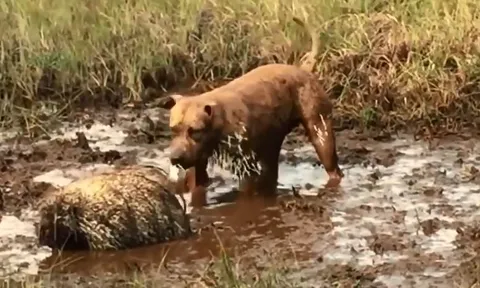 CLIP: 'Hăng máu' săn nhím, chú chó bị đối thủ găm lông khắp người