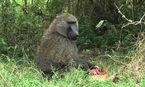 CLIP: Vừa chào đời, linh dương kém may mắn đã bị khỉ đầu chó hạ sát