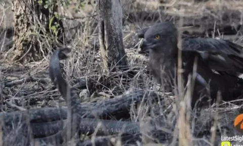 CLIP: Đi săn rắn hổ mang, đại bàng gặp ngay đối thủ 'cứng đầu' và cái kết