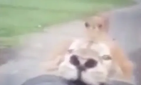 CLIP: Sư tử nổi cơn thịnh nộ, tấn công xe của du khách và cái kết