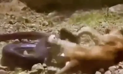 CLIP: Đụng độ trăn đá châu Phi, sư tử nhận cái kết thê thảm