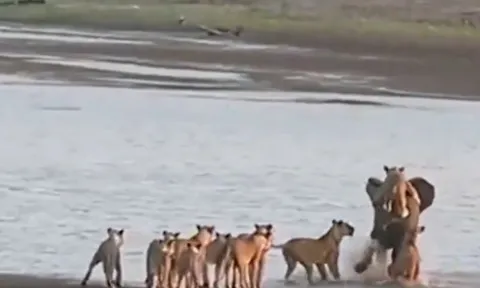 CLIP: Bị đàn sư tử cắn xé, voi vẫn tạo nên kỳ tích