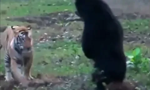 CLIP: Đụng độ gấu đen, hổ làm ra hành động đáng xấu hổ