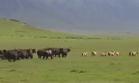 CLIP: Đụng độ đàn trâu rừng, bầy sư tử bị đuổi cho 'chạy té khói'