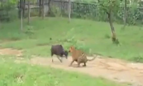 CLIP: Liều lĩnh tấn công ngược hổ, bò đực nhận cái kết dễ đoán