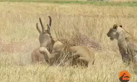 CLIP: Bị 2 con sư tử quật ngã, linh dưỡng vẫn vùng dậy chống trả và nhận kết cục dễ đoán