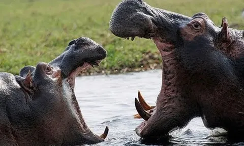 CLIP: Cuộc hỗn chiến dữ dội giữa những con hà mã trong mùa khô hạn