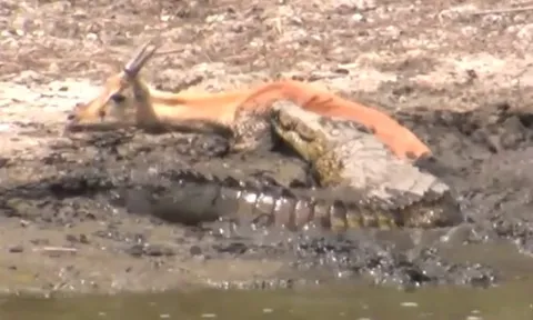 CLIP: Khoảnh khắc rùng rợn, đàn cá sấu hợp sức xé xác linh dương Impala mắc kẹt