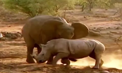 CLIP: Cuộc đối đầu nảy lửa giữa voi và đàn tê giác, ai mới là kẻ thống trị?