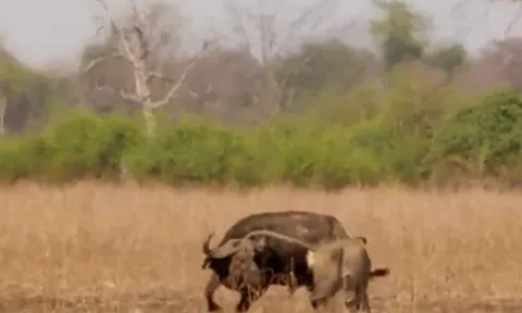 CLIP: Bị 3 con sư tử tóm được, trâu rừng vẫn tạo ra kỳ tích khó tin