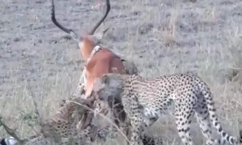 CLIP: Linh dương nỗ lực vùng vẫy khi bị 4 con báo săn truy sát và cái kết dễ hiểu