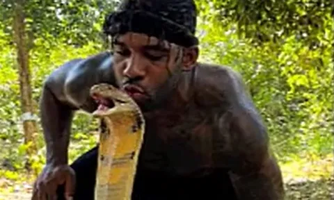 CLIP: Liều lĩnh hôn rắn hổ mang chúa 'khủng', người đàn ông nhận cái kết khó tin