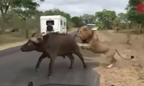 CLIP: Bị truy sát, trâu rừng bỗng nhiên quay lại thách thức 'lãnh chúa đồng cỏ' và phải nhận cái kết thê thảm