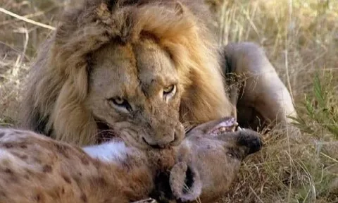 CLIP: Ngang nhiên đi vào lãnh địa của sư tử, linh cẩu phải trả giá bằng cả tính mạng