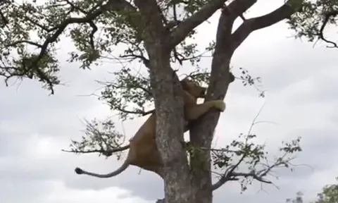 CLIP: Bị đàn linh cẩu truy sát, sư tử sợ hãi trốn lên cây nhưng sau đó chúa tể đồng cỏ lại làm ra hành động khiến kẻ thù khiếp vía