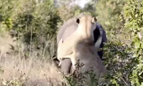 CLIP: Liều mạng đi săn voi, sư tử nhận bài học nhớ đời