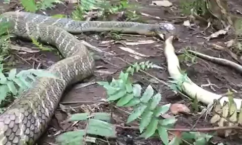 CLIP: Vội vã lao vào tấn công hổ mang chúa, rắn hổ mang Java bị đối thủ hạ gục trong tích tắc