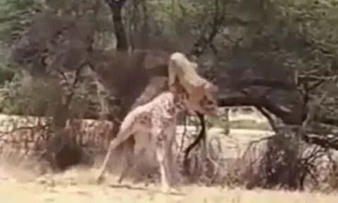 CLIP: Sư tử phi thân, hạ gục hươu cao cổ trong tích tắc