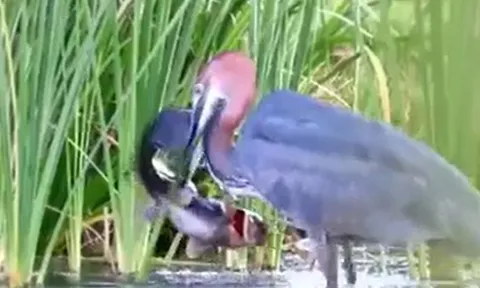 CLIP: Chim diệc 'tung chiêu độc', tóm gọn cá trên trong vòng '1 nốt nhạc'