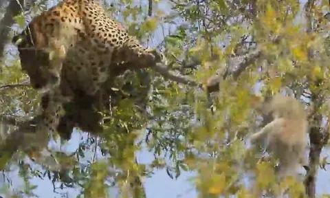 CLIP: Trèo cây bắt khỉ, báo đốm nhận cái kết đáng quên