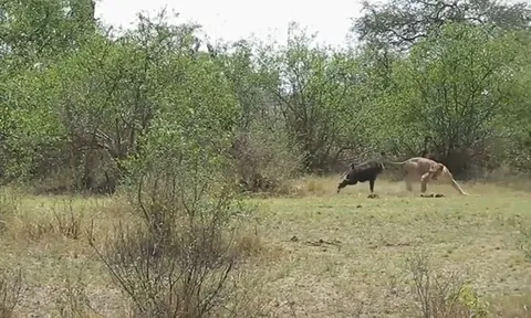 CLIP: Khỉ đầu chó liều mình phản công, khiến sư tử tháo chạy trong hoảng loạn