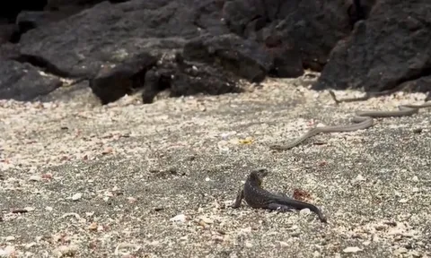 CLIP: Màn "vây bắt" nghẹt thở, đàn rắn truy đuổi kỳ đà như một đội quân thiện chiến