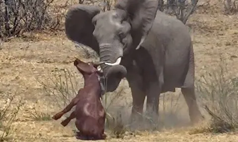 CLIP: Trâu rừng chết thảm khi bị voi tấn công dã man