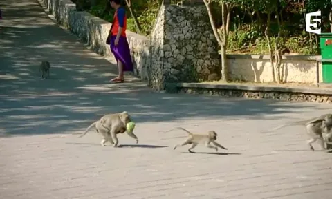 CLIP: Khỉ “đạo chích” chôm đồ như nghề, đòi quà mới trả lại