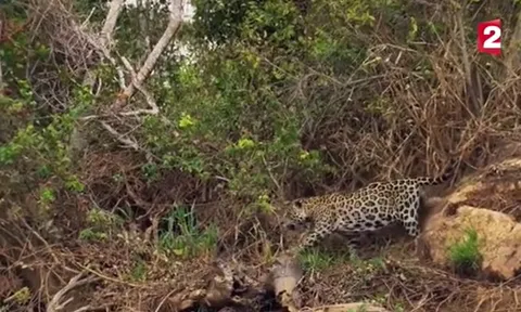 CLIP: Báo đốm hạ gục cá sấu Caiman chỉ trong tích tắc