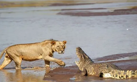 CLIP: Cuộc ác chiến nảy lửa giữa cá sấu và bầy sư tử trên dòng sông cạn