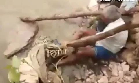 CLIP: Liều mình giải cứu báo đốm, người đàn ông bị loài mèo lớn tấn công và cái kết