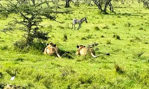 CLIP: Ngựa vằn con lạc mẹ, trở thành mồi ngon cho sư tử