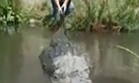 CLIP: Liều lĩnh kéo đuôi cá sấu khổng lồ, người đàn ông suýt phải bỏ mạng