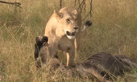 CLIP: Chiến thuật mai phục tinh tế, sư tử bắt gọn linh dương đầu bò dễ dàng