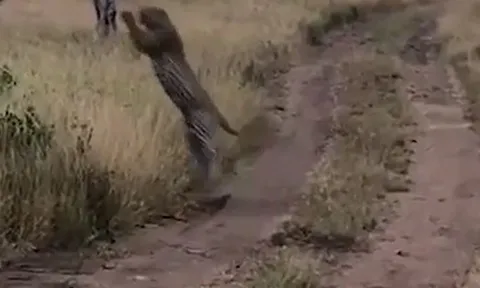 CLIP: Báo đốm phi thân, tóm gọn chim trong tích tắc