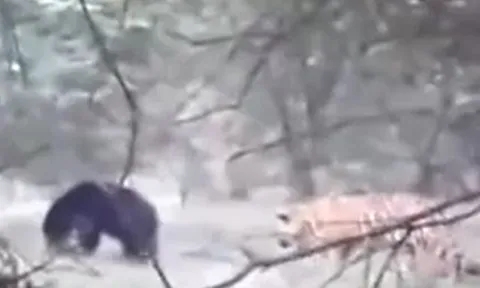 CLIP: Lớn mật đi săn gấu, hổ từ kẻ đi săn biến thành con mồi