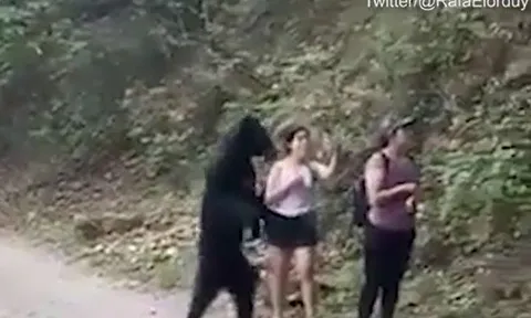 CLIP: Đi dạo vô tình đụng độ gấu đen, người phụ nữ làm ra hành động gây 'sốc'