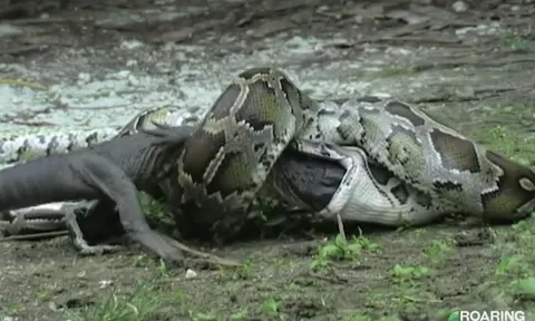 CLIP: Đụng độ trăn Miến Điện khổng lồ, sát thủ đầm lầy bị kẻ thù nuốt trọn