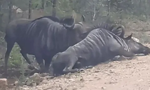 CLIP: Thấy đồng loại nằm bất động, linh dương đầu bò lao lại sơ cứu rồi nhận cái kết mãn nguyện