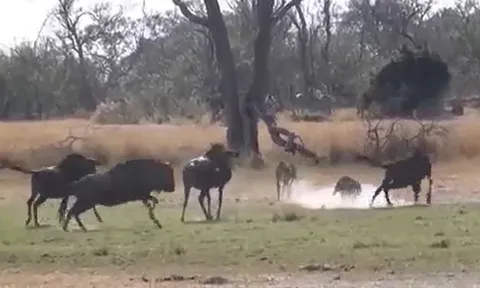 CLIP: 'Đi nhầm' vào địa bàn của linh dương đầu bò, báo săn bị đuổi cho chạy 'té khói'